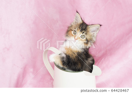 Maine Coon kitten in a jug Maine Coon kitten in a jug 64428467