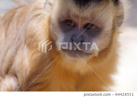 Tufted capuchin monkey 64428551