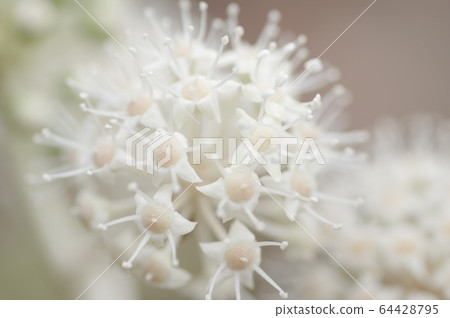 Paperplant flower 64428795
