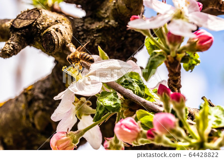 Honey Bee collecting pollen from flowers of apple Honey Bee collecting pollen from flowers of apple 64428822