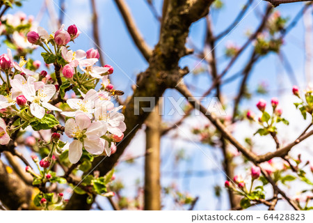 Honey Bee collecting pollen from flowers of apple Honey Bee collecting pollen from flowers of apple 64428823