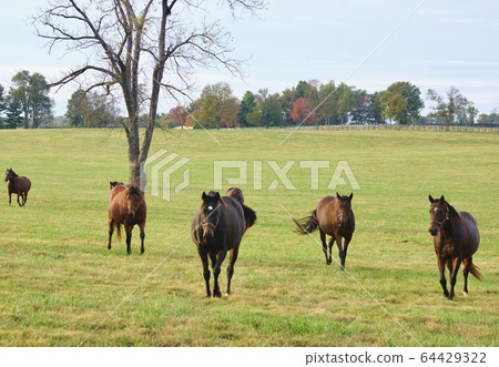 Thoroughbred Ranch, Kentucky, USA 64429322