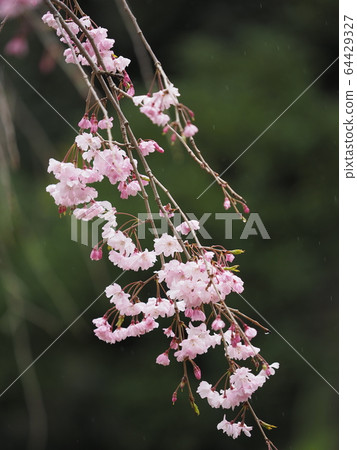 Cherry Blossoms	 64429327