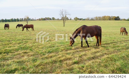 Thoroughbred Ranch, Kentucky, USA 64429424