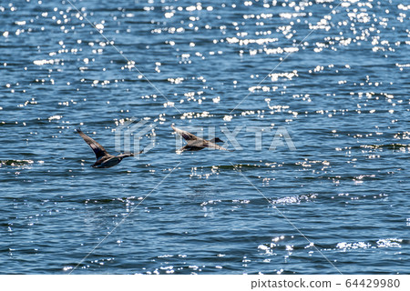 Wild ducks flying over water level 64429980