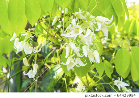 Mube花 Mube花 64429984