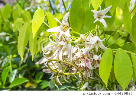 Mube flowers 64429985