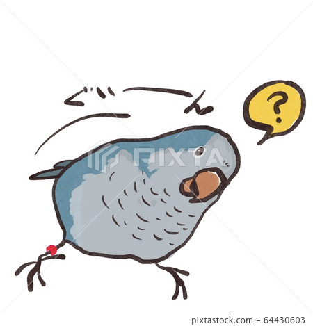  Okinawan Parakeet 3 staring at his neck 64430603