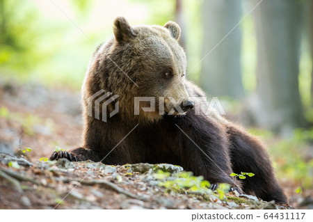 Tranquil brown bear lying down and looking behind on spring forest Tranquil brown bear lying down and looking behind on spring forest 64431117