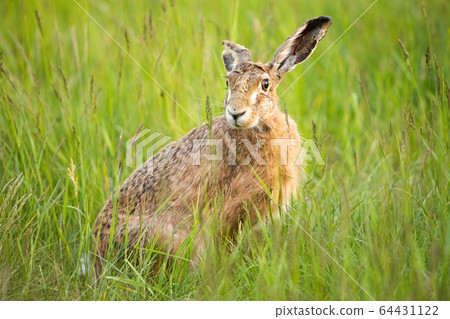 Cute brown hare hiding in green grass and facing camera on spring meadow 64431122