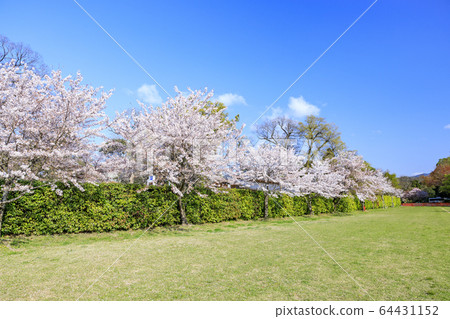 Kamigamo神社神社Saison Sakura 64431152