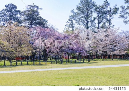 Kamigamo Shinto shrine Saison Sakura 64431153