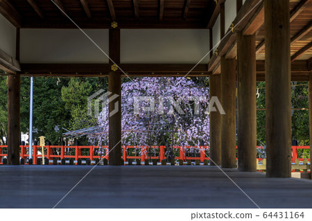 Kamigamo神社神社Saison Sakura 64431164