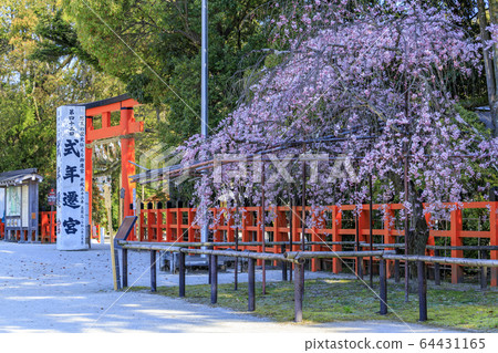 Kamigamo神社神社Saison Sakura 64431165