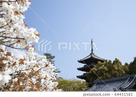 Ninna-ji Temple Oimuro cherry 64431581