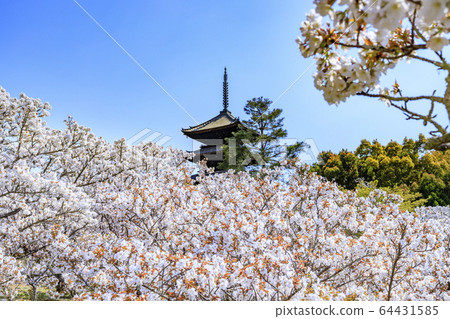 Ninna-ji Temple Oimuro cherry 64431585