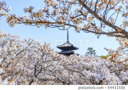 Ninna-ji Temple Oimuro cherry 64431588
