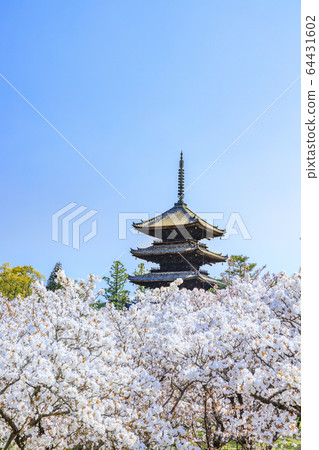 Ninna-ji Temple Oimuro cherry 64431602