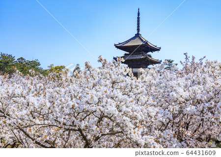 Ninna-ji Temple Oimuro櫻桃 64431609