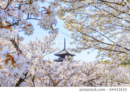 Ninna-ji Temple Oimuro cherry Ninna-ji Temple Oimuro cherry 64431610