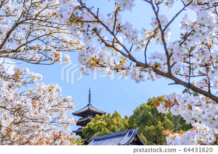 Ninna-ji Temple Oimuro cherry 64431620