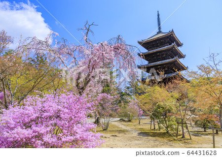 Ninna-ji Temple Oimuro櫻桃 Ninna-ji Temple Oimuro櫻桃 64431628