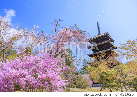 Ninna-ji Temple Oimuro櫻桃 64431629