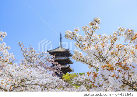 Ninna-ji Temple Oimuro櫻桃 Ninna-ji Temple Oimuro櫻桃 64431642