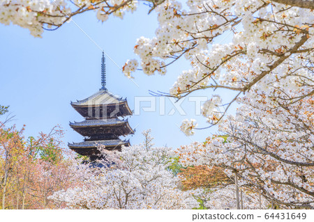 Ninna-ji Temple Oimuro cherry Ninna-ji Temple Oimuro cherry 64431649