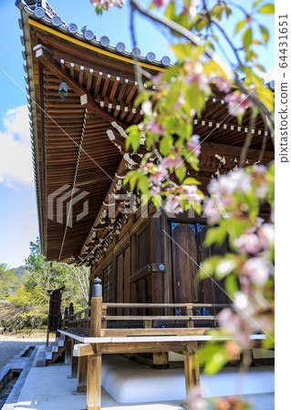 Ninna-ji Temple Oimuro櫻桃 Ninna-ji Temple Oimuro櫻桃 64431651