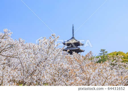 Ninna-ji Temple Oimuro櫻桃 Ninna-ji Temple Oimuro櫻桃 64431652