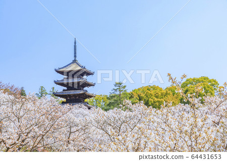 Ninna-ji Temple Oimuro櫻桃 64431653