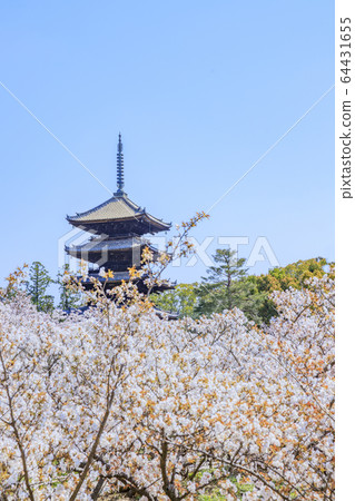 Ninna-ji Temple Oimuro櫻桃 Ninna-ji Temple Oimuro櫻桃 64431655