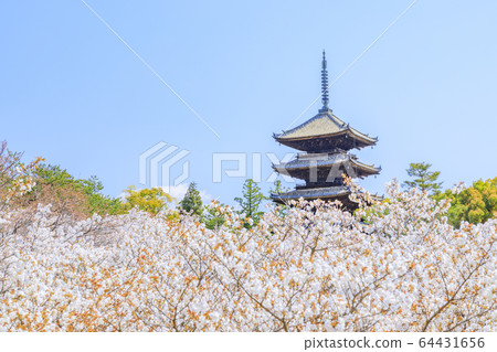 Ninna-ji Temple Oimuro櫻桃 Ninna-ji Temple Oimuro櫻桃 64431656
