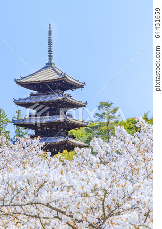 Ninna-ji Temple Oimuro櫻桃 Ninna-ji Temple Oimuro櫻桃 64431659