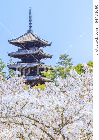 Ninna-ji Temple Oimuro櫻桃 Ninna-ji Temple Oimuro櫻桃 64431660