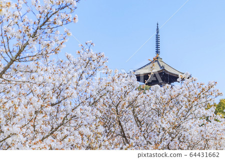Ninna-ji Temple Oimuro櫻桃 Ninna-ji Temple Oimuro櫻桃 64431662
