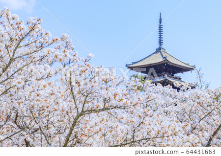 Ninna-ji Temple Oimuro櫻桃 Ninna-ji Temple Oimuro櫻桃 64431663