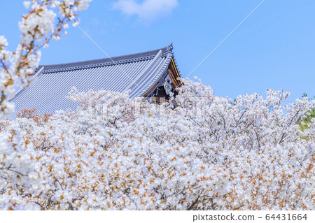 Ninna-ji Temple Oimuro櫻桃 Ninna-ji Temple Oimuro櫻桃 64431664