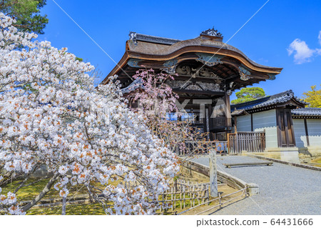 Ninna-ji Temple Oimuro cherry 64431666