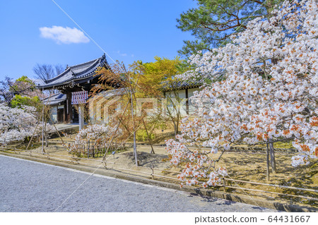 Ninna-ji Temple Oimuro cherry 64431667