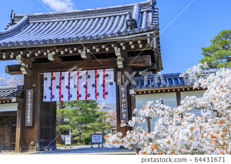 Ninna-ji Temple Oimuro cherry 64431671