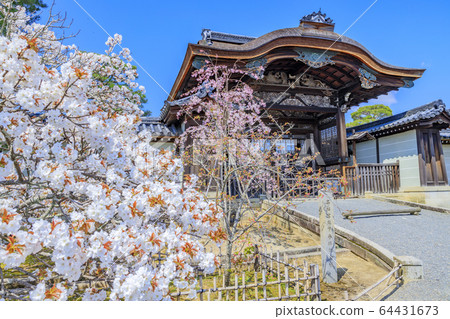 Ninna-ji Temple Oimuro cherry 64431673