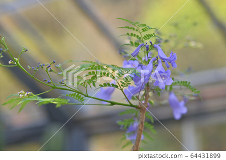 Flowers of the rare tropical plant Kirimodoki Flowers of the rare tropical plant Kirimodoki 64431899