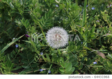 Dandelion flower seeds Dandelion flower seeds 64431968