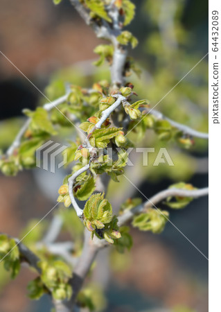 Corkscrew hazel Twister Corkscrew hazel Twister 64432089