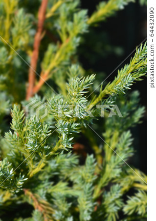 Flaky Juniper Blue Swede Flaky Juniper Blue Swede 64432090
