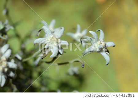 Edelweiss Edelweiss 64432091