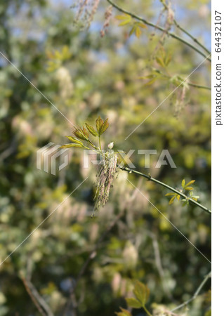 Boxelder maple Boxelder maple 64432107