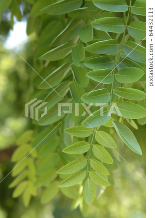 Weeping Japanese pagoda tree 64432113